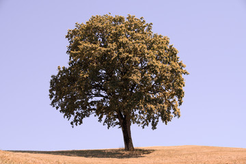 Tree with blue sky as background