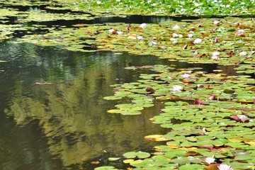 Water lily pond.  Vancouver BC Canada