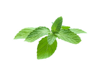 mint leaves isolated isolated on white