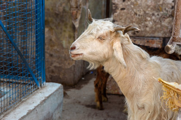 Goat on the street in Bikaner. India