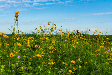 Yellow Compass Plant flowers