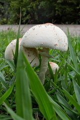 White fungi in grass near Kuranda in Tropical North Queensland, Australia