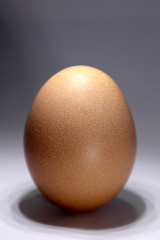egg isolated on white background