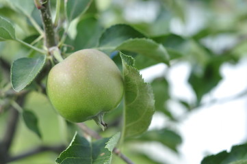 Green unripe apples on a tree with foliage ripen in the sun