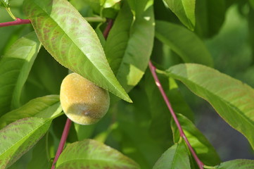 Slightly unripe peaches ripen on a tree in the sun