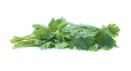 Bunch of fresh coriander leaves over white background