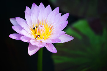 beautiful blooming lotus flower as background.