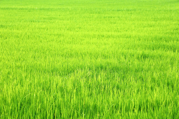 landscape of green rice plantation