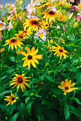 Rudbecia (lat. Rudbéckia) — genus of annual, biennial and perennial herbaceous plants of the family Astrovye, or Asteraceae (Asteraceae), comprising about 40 species.