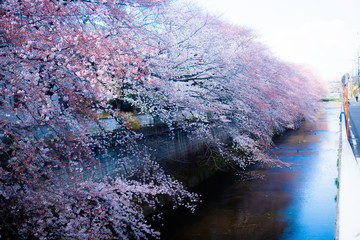石神井川の桜