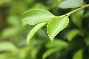 Closeup nature view of green leaf   under sunlight. Natural green plants landscape using as a background or wallpaper