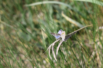 bluebird butterflies on the grass. in the meadow in summer.