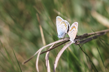 bluebird butterflies on the grass. in the meadow in summer.