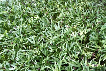 Ipomcea aquatica plant in nature garden