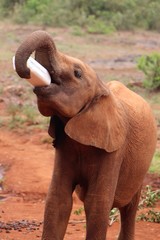 Fototapeta na wymiar Baby elephant drinking milk 