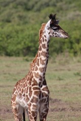 Wild giraffe in Africa 