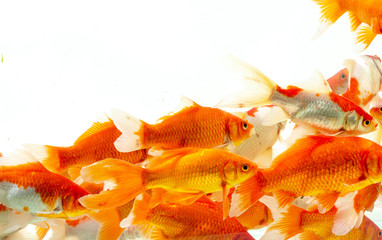 Fish koi gold white background