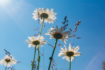 Camomiles flowers on the blue sky background.