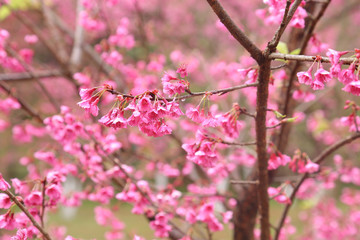 Vintage sakura or cherry blossom