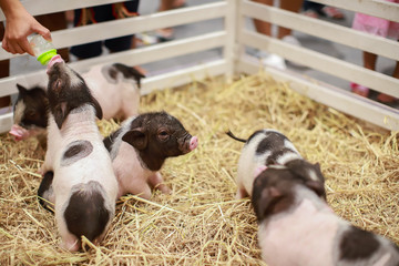 Piglet eating milk in the stall