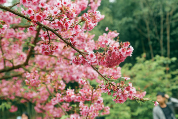 Vintage sakura or cherry blossom