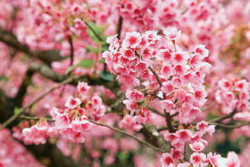 Naklejka premium Vintage sakura or cherry blossom