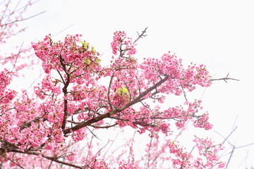 Vintage sakura or cherry blossom