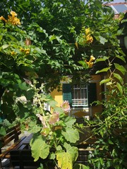 verwachsenes mediterranes Fenster