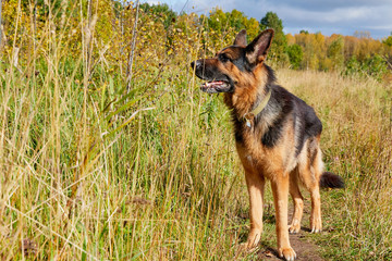 Dog German Shepherd outdoors in an autumn day