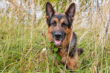 Dog German Shepherd outdoors in an autumn day