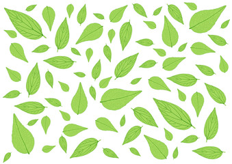 Leaves Green pattern on white background illustration