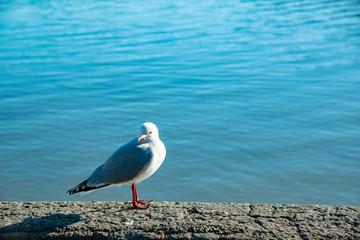 Red-billed gull,South Island New Zealand