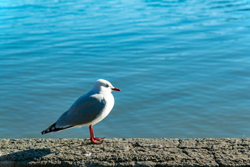 Red-billed gull,South Island New Zealand