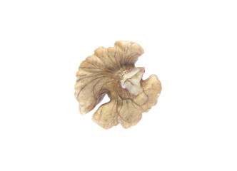 Walnut isolated on white background