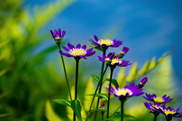 紫色の花とミツバチ