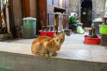 Crossed Eyed Cat in Cairo