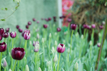 Tulip flowers  in garden nature background