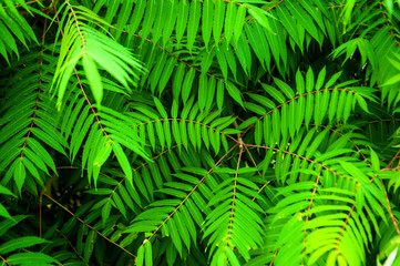Green branches of a tree with leaves. Summer conception. Floral pattern  background