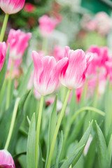 Tulip flowers  in garden nature background