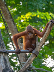 Naklejka premium Captive Sumatran Orangutans (Orangutang, Orang-utang)