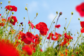 Red poppy flowers blossom on green grass and blue sky blurred background close up, beautiful blooming poppies field on sunny summer day landscape, spring season nature bright floral meadow, copy space