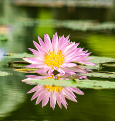 pink water lily in pond and its reflection