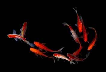 Fish koi gold white background