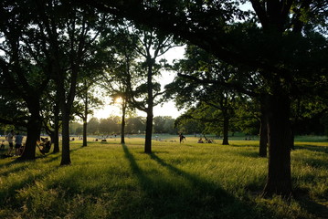 Obraz premium Bäume im Alaun Park