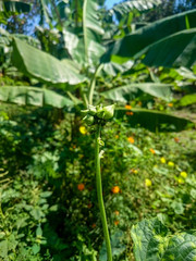 Fototapeta premium new bud with a group of ants