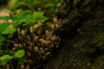 clusters of inedible mushrooms on dilapidated stumps