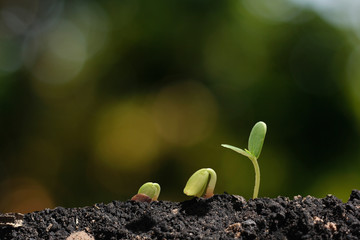 Agriculture. Growing plants. Plant seedling