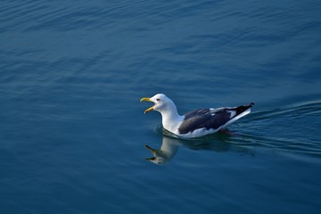 港でのんびりと泳ぐセグロカモメ