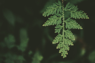 Tropical nature green leaf texture abstract background.