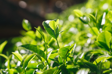 Fresh tea  leaves.